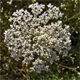 Daucus carota