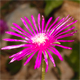Delosperma cooperi