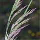 Deschampsia cespitosa
