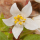 Deutzia crenata
