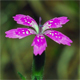 Dianthus armeria