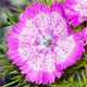 Dianthus barbatus