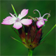 Dianthus carthusianorum