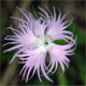 Dianthus hyssopifolius