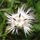 Dianthus sternbergii