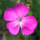 Dianthus sylvestris