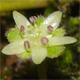 Dichondra micrantha