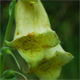 Digitalis grandiflora