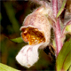 Digitalis lanata