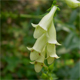 Digitalis lutea