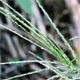 Digitaria ischaemum