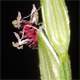 Digitaria sanguinalis
