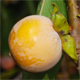 Diospyros lotus