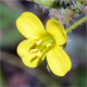 Diplotaxis muralis