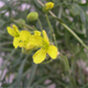 Diplotaxis tenuifolia