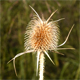 Dipsacus laciniatus
