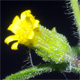 Dittrichia graveolens