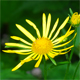 Doronicum austriacum