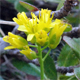 Draba aizoides