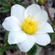 Dryas octopetala