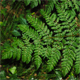 Dryopteris dilatata