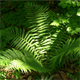 Dryopteris filix-mas