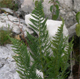 Dryopteris villarii