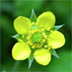 Potentilla indica