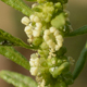 Dysphania ambrosioides