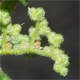 Dysphania botrys
