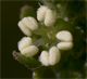 Dysphania multifida