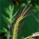 Echinochloa crus-galli