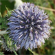 Echinops ritro