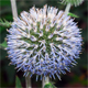 Echinops sphaerocephalus