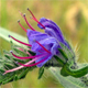 Echium vulgare