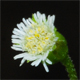 Eclipta prostrata
