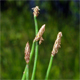 Eleocharis palustris