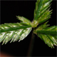 Eleusine indica