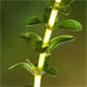 Elodea canadensis
