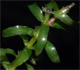 Elodea nuttallii