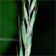 Elymus caninus