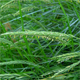 Elytrigia repens