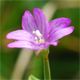 Epilobium alpestre
