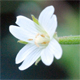 Epilobium ciliatum