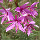 Chamaenerion dodonaei