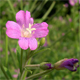 Epilobium hirsutum