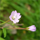 Epilobium montanum