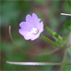 Epilobium parviflorum
