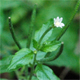 Epilobium roseum
