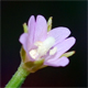 Epilobium tetragonum l.
